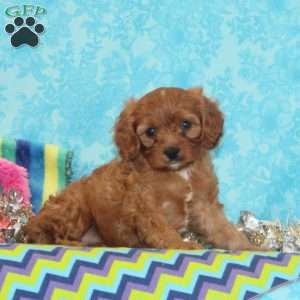 Bobolink, Cavapoo Puppy